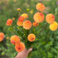 A Bunche of Pompon Dahlia Tubers in cultivar Ginger, Top View. 
