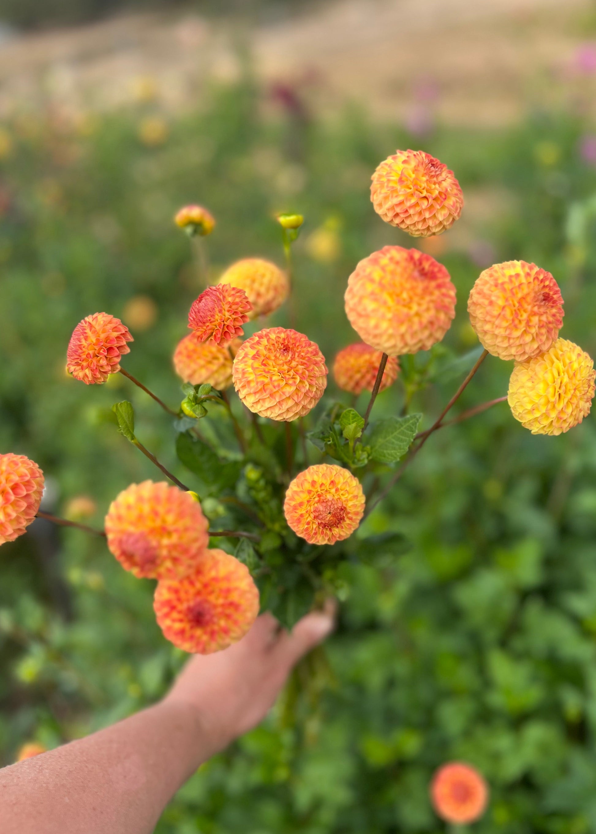 A Bunche of Pompon Dahlia Tubers in cultivar Ginger, Top View. 