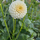 Dahlia 'Glenmarc Francis'