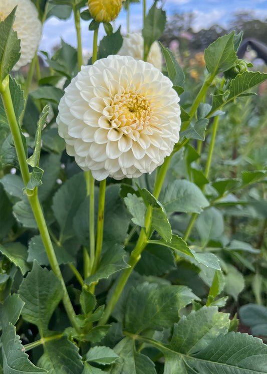 Dahlia 'Glenmarc Francis'