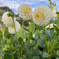Dahlia 'Glenmarc Francis'