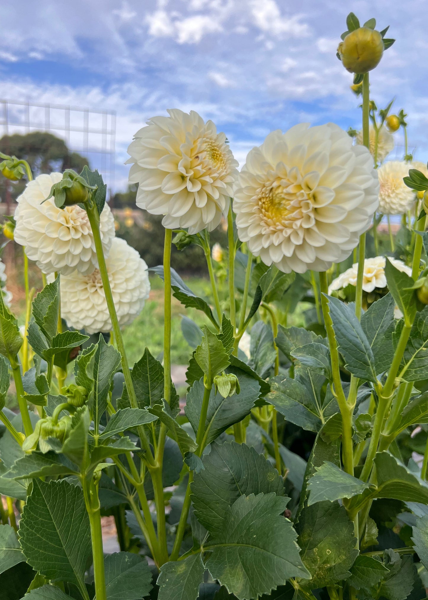 Dahlia 'Glenmarc Francis'