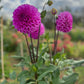 Dahlia 'Glenmarc Challenger'