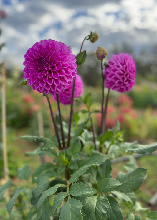 Dahlia 'Glenmarc Challenger'