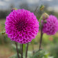 Dahlia 'Glenmarc Challenger'
