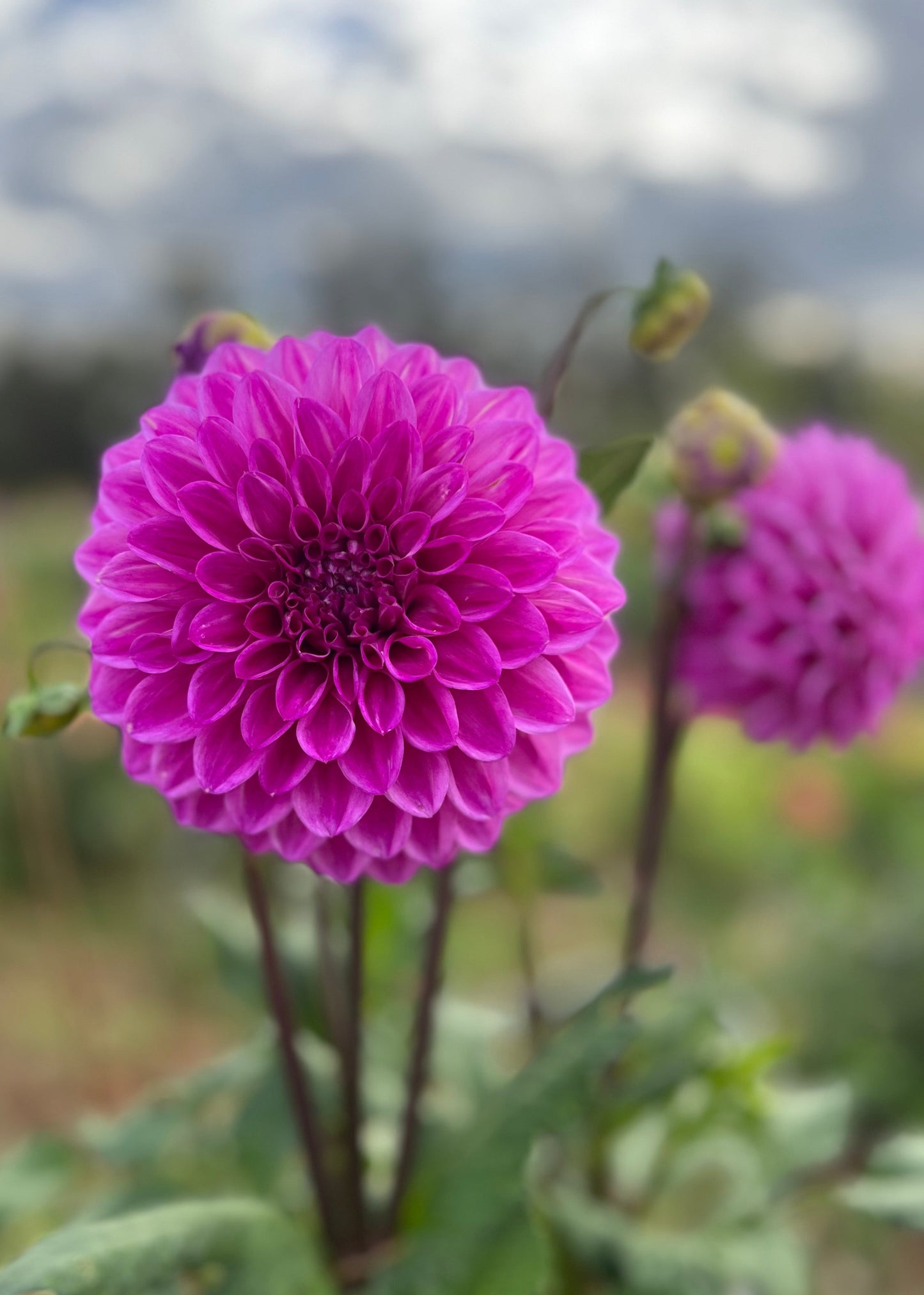 Dahlia 'Glenmarc Challenger'