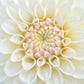 Dahlia 'Glenmarc Francis'