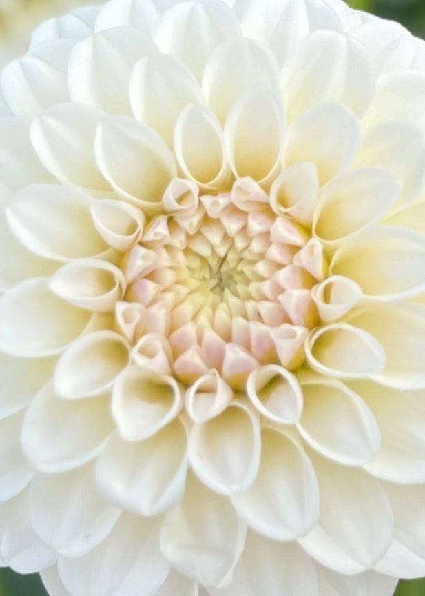 Dahlia 'Glenmarc Francis'