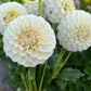 Dahlia 'Glenmarc Francis'