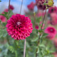 Dahlia 'Everbloom Sangria'