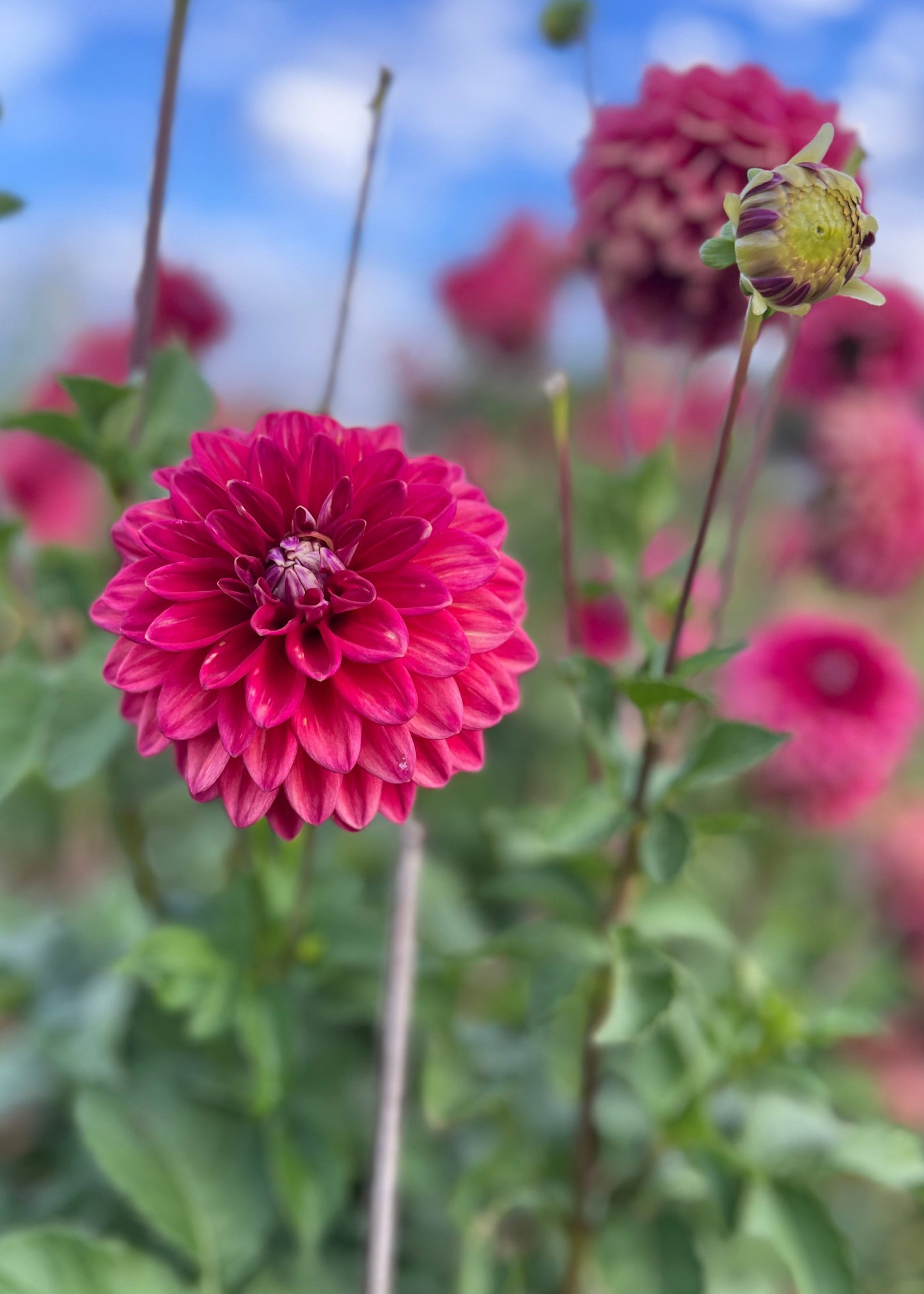Dahlia 'Everbloom Sangria'