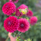 Dahlia 'Everbloom Sangria'