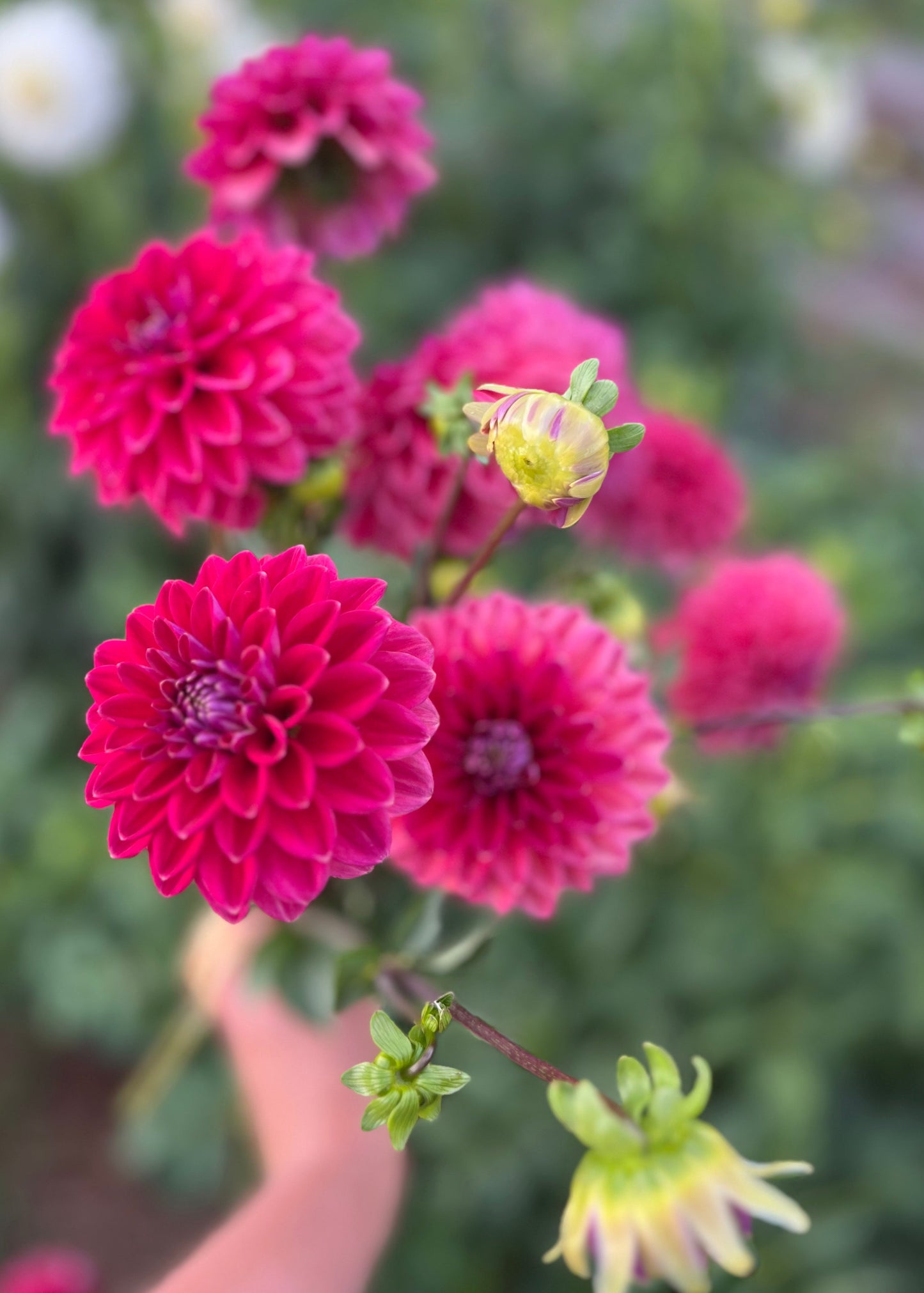 Dahlia 'Everbloom Sangria'
