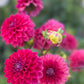 Farmgate Bunches ~ Small Decorative Dahlias