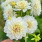 Farmgate Bunches ~ Waterlily Dahlias