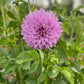 Dahlia 'Devon Desire'