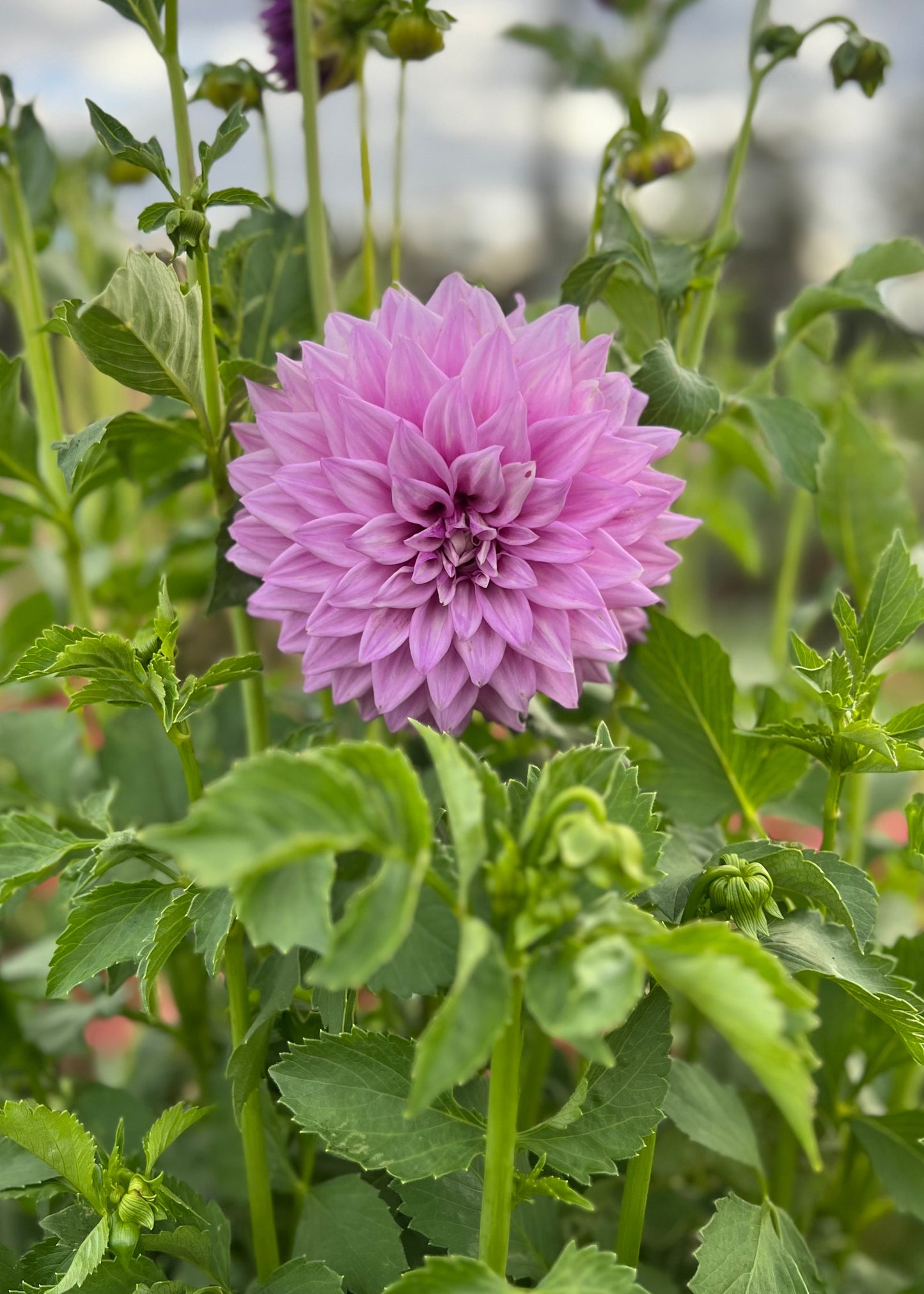 Dahlia 'Devon Desire'