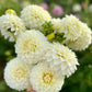 Farmgate Bunches ~ Miniature Decorative Dahlias