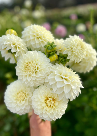 Farmgate Bunches ~ Miniature Decorative Dahlias