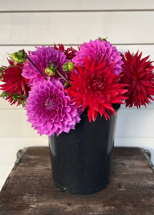 Large and Giant Decorative Dahlia Flower Buckets