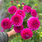 Close up view of Dahlia Tubers Chad.