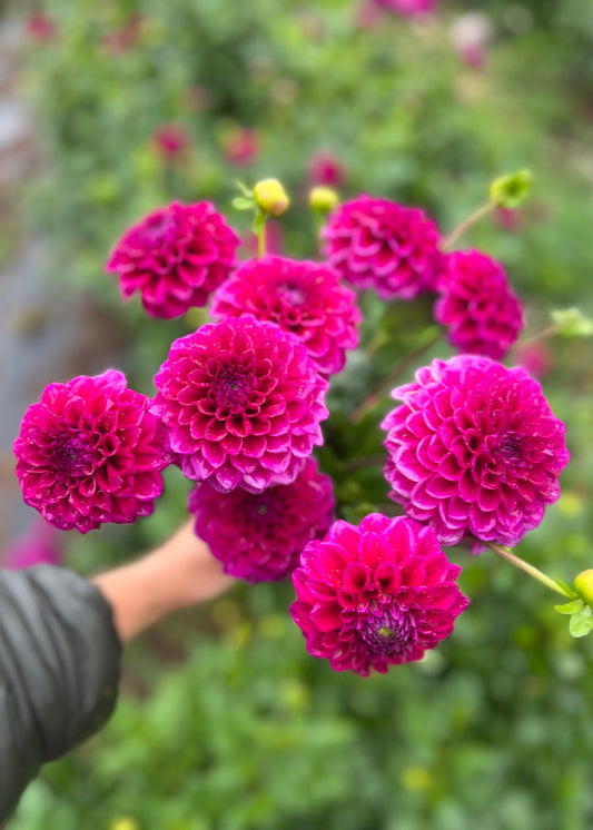 Close up view of Dahlia Tubers Chad.
