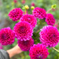 Farmgate Bunches ~ Ball Dahlias