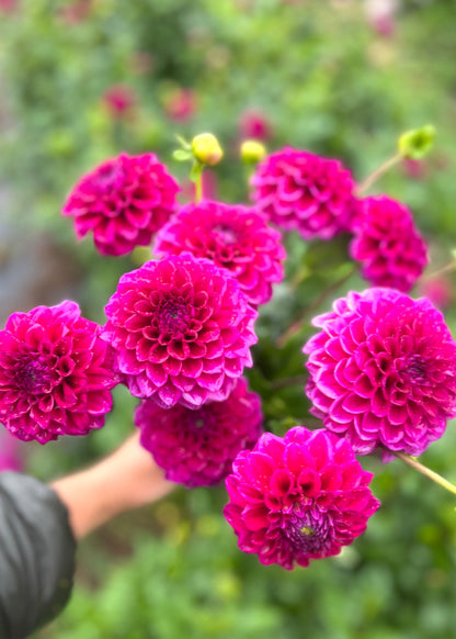 Farmgate Bunches ~ Ball Dahlias