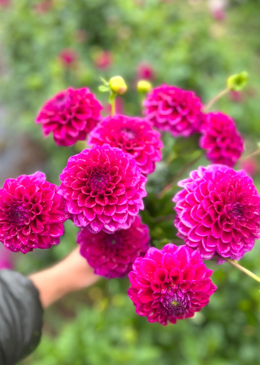 Farmgate Bunches ~ Ball Dahlias