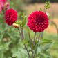 Dahlia 'Formby Rouge'