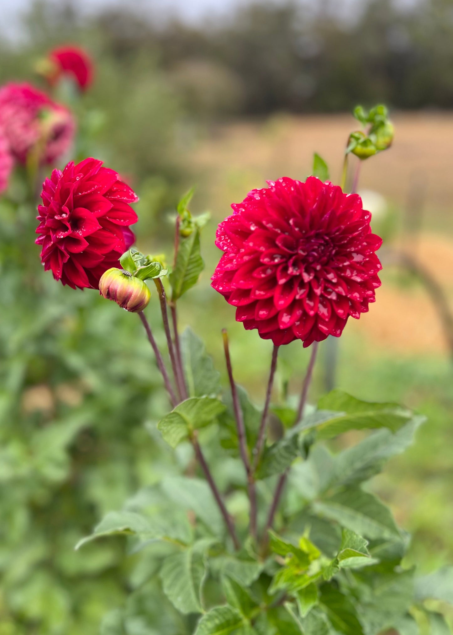 Dahlia 'Formby Rouge'