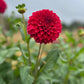 Dahlia 'Formby Rouge'