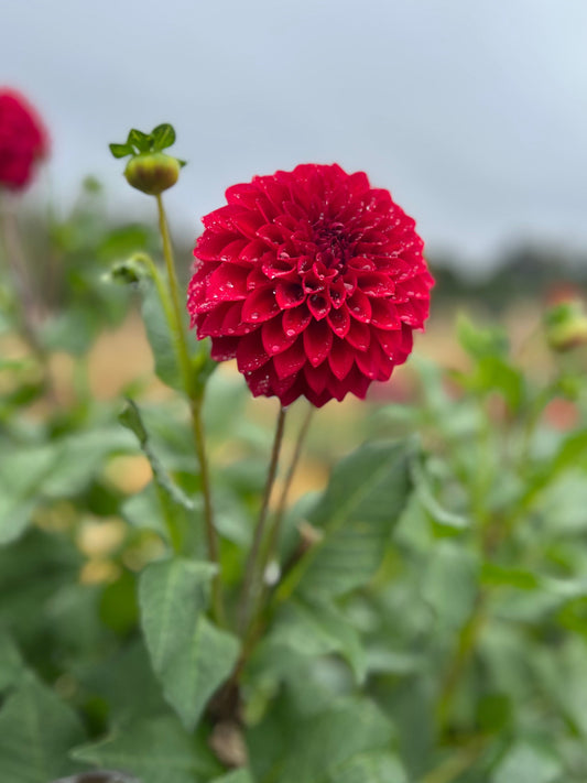 Dahlia 'Formby Rouge'