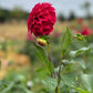 Dahlia 'Formby Rouge'