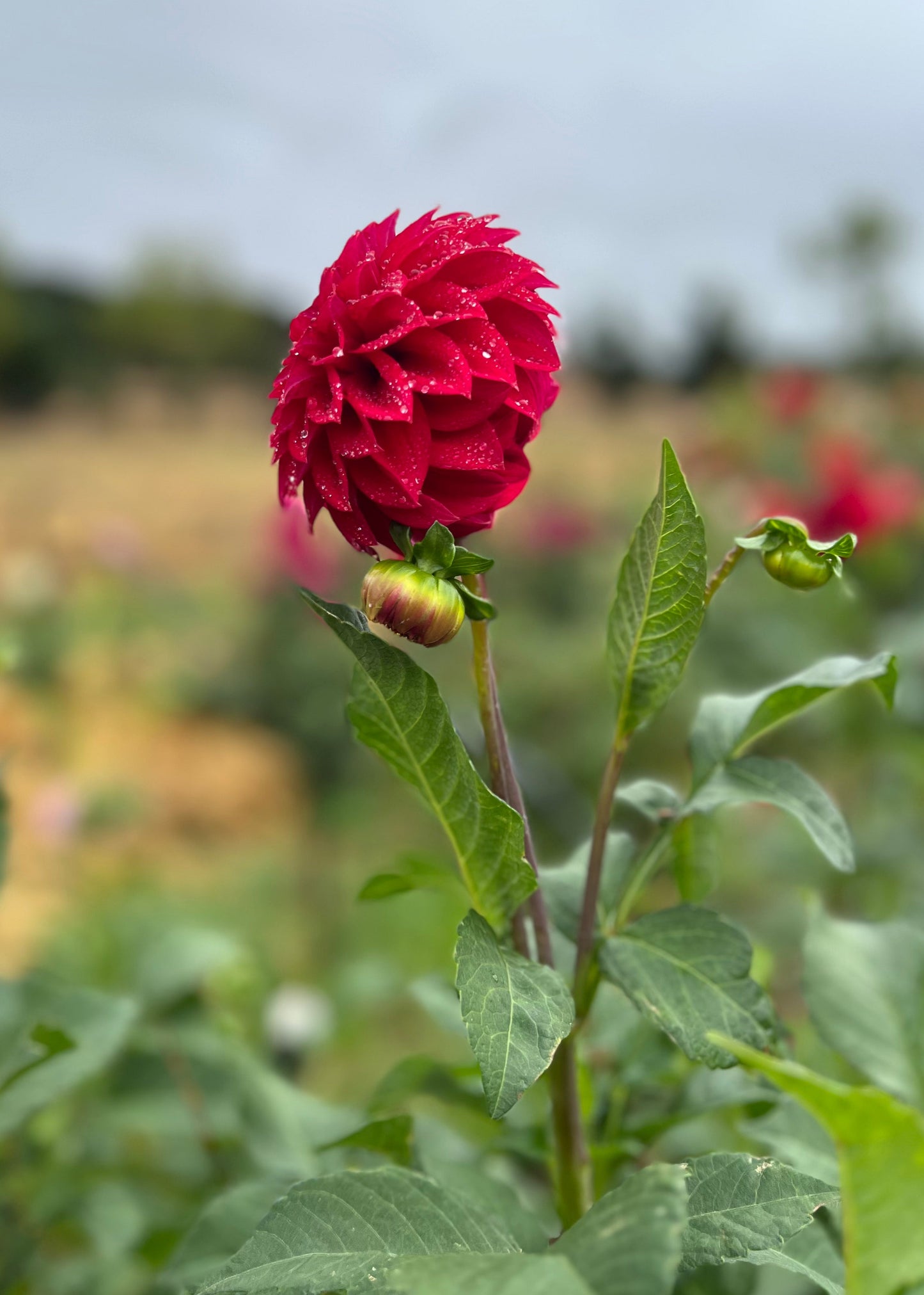 Dahlia 'Formby Rouge'