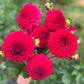 Dahlia 'Formby Rouge'
