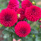 Farmgate Bunches ~ Small Decorative Dahlias