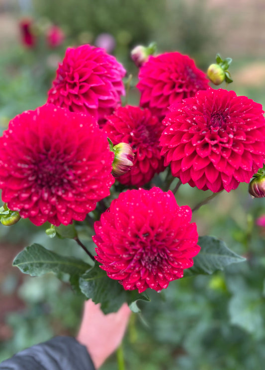 Farmgate Bunches ~ Small Decorative Dahlias