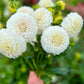 Farmgate Bunches ~ Miniature Decorative Dahlias