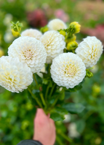 Farmgate Bunches ~ Miniature Decorative Dahlias