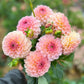 Farmgate Bunches ~ Ball Dahlias