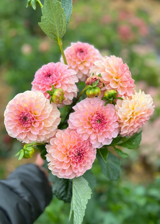 Farmgate Bunches ~ Ball Dahlias