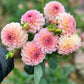 A bunch of Salmon Joy Dahlia Tubers.