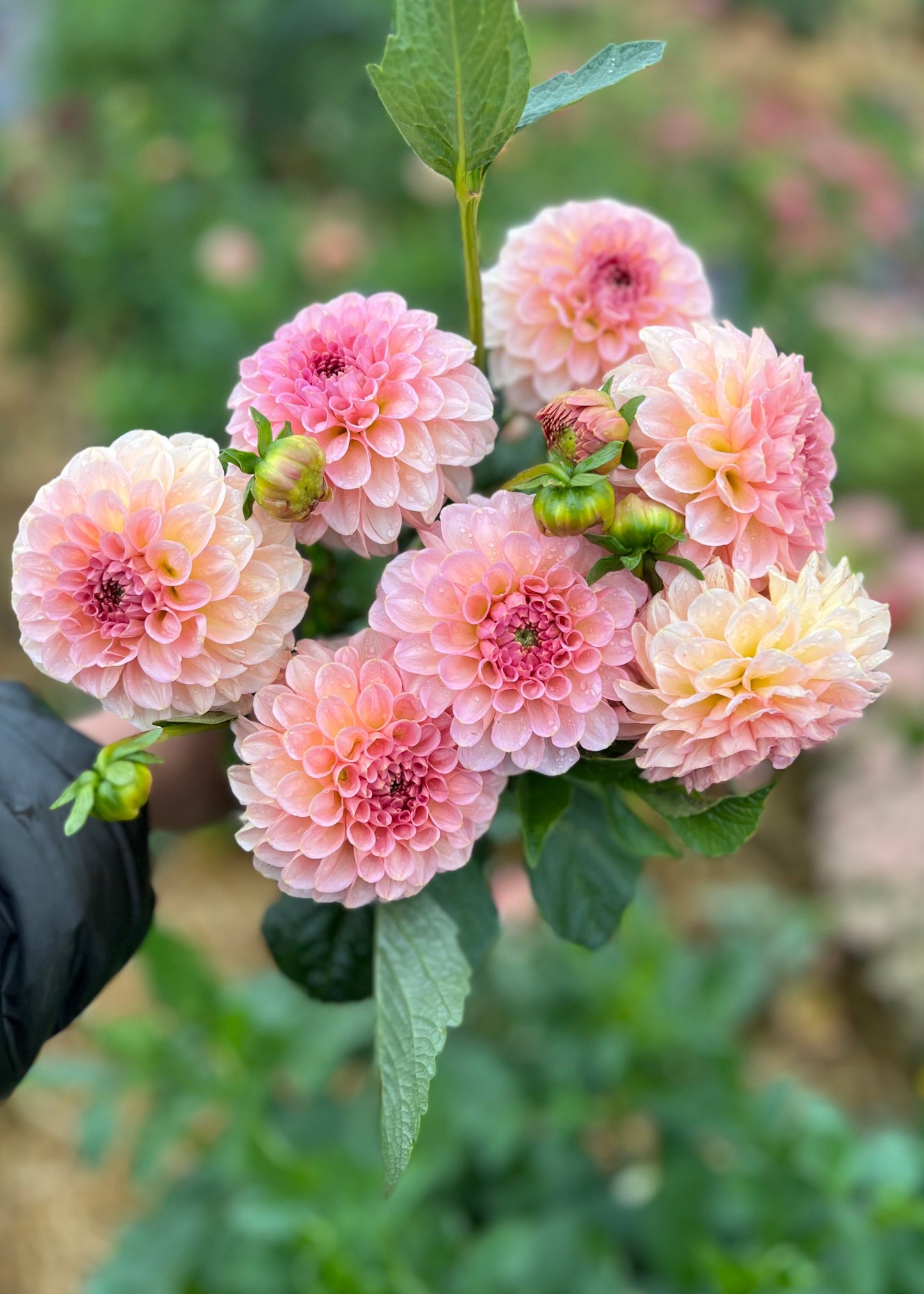 A bunch of Salmon Joy Dahlia Tubers.