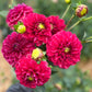 Farmgate Bunches ~ Miniature Decorative Dahlias