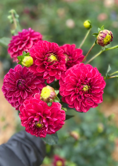 Farmgate Bunches ~ Miniature Decorative Dahlias