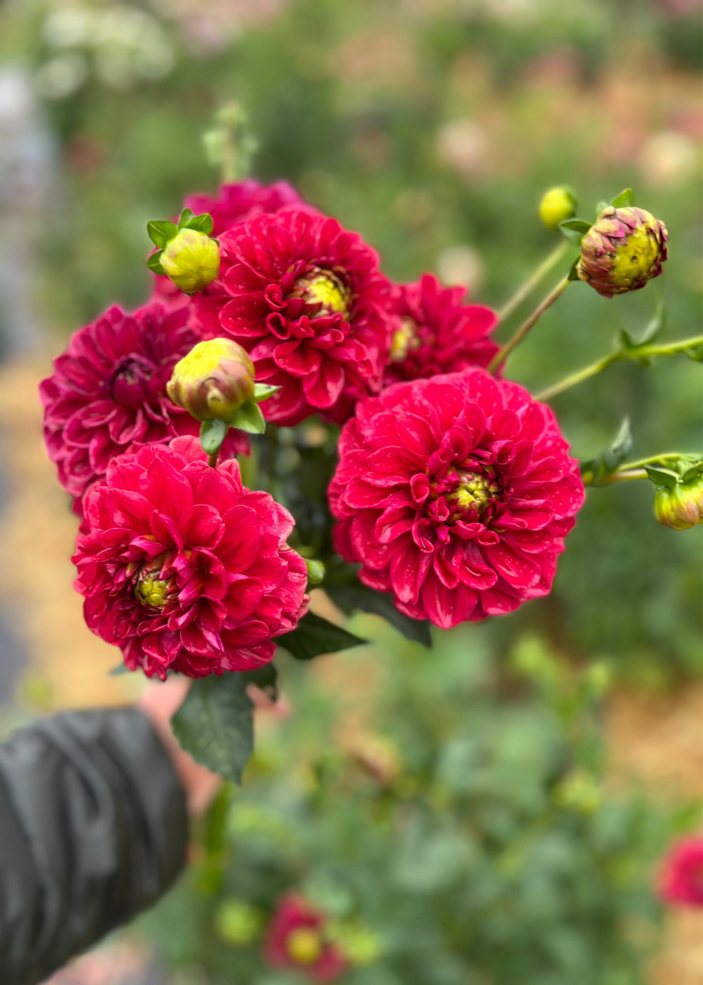 Everbloom Blood Moon