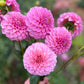 Farmgate Bunches ~ Miniature Decorative Dahlias