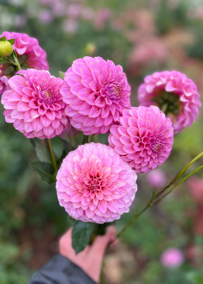 Farmgate Bunches ~ Miniature Decorative Dahlias