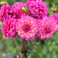 Farmgate Bunches ~ Small Decorative Dahlias